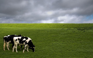 Cows grazing green grass cloudy - cow free wallpaper