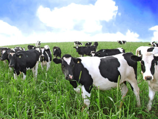 Cows herd lush green field - under free wallpaper for desktop