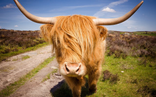 Long horn cow dirt road - a dirt path free wallpaper