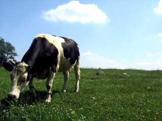 Cow standing field grass flowers - clovis trouille free wallpaper