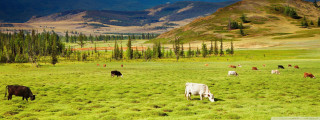 Mountain valley cattle grazing green - lush free wallpaper for desktop