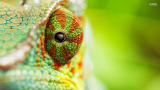 Colorful lizard eye head macro - macro photography free wallpaper