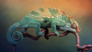 Chameleon branch stick worm mouth - neofauvism free wallpaper