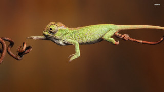 Green lizard hanging branch brown 2 - a brown background behind free wallpaper
