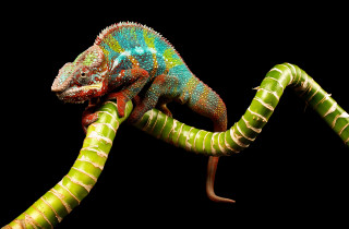 Colorful chameleon branch curled glowing - a colorful chamelon free wallpaper