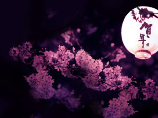 Lantern tree purple flowers dark - full moon free wallpaper