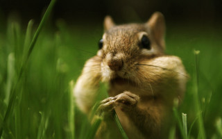 Chipper chipmunk grass paws face - chippy free wallpaper