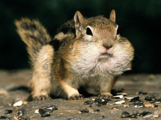 Squirrel sitting rock eating seeds - a squirrel free wallpaper