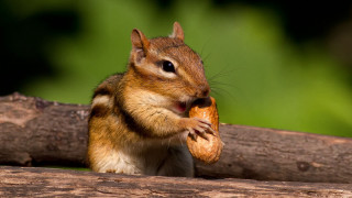 Squirrel eating bread tree branch - a piece of bread free wallpaper