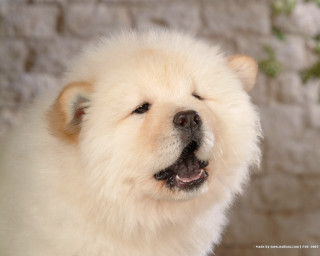 White dog brick wall green - a green plant free wallpaper