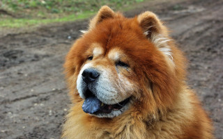 Brown dog white black nose - cao zhibai free wallpaper