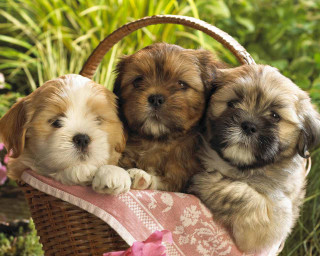 Three puppies basket grass flowers - outside free wallpaper