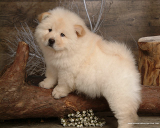 Small white dog log flowers - chang daichien free wallpaper