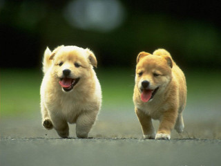 Small dogs running road mouths - andries both free wallpaper