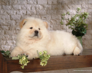 White dog wooden table flowers - a wooden table free wallpaper