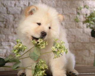 White dog holding flowers smiling - its mouth free wallpaper