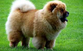 Brown white dog flowers green - a lush green field of grass free wallpaper