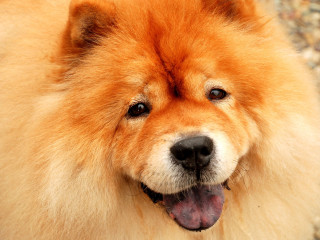 Happy dog close up smiling - a big smile free wallpaper