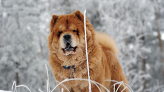 Dog snow eyes closed head - chang daichien free wallpaper