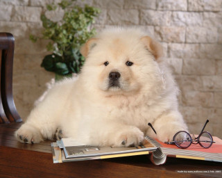 Fluffy white dog table book - institutional critique free wallpaper