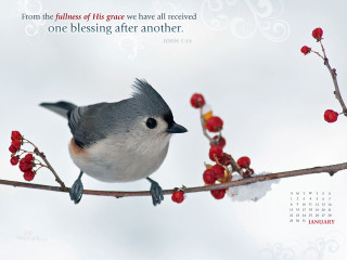 Bird branch berry blood rose - excessivism free wallpaper