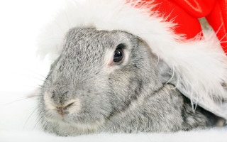 Rabbit santa hat sitting head - its head free wallpaper