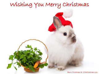 Rabbit santa hat vegetables christmas - merry christmas free wallpaper
