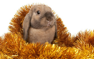 Rabbit tinsel basket white background - a white background behind free wallpaper