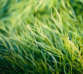 Green grass closeup blurry background 5 - free nature wallpaper