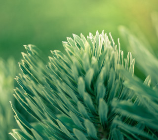Close up green plant leaves 2 - a green plant free wallpaper