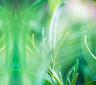 Closeup green leaves blurry grass - a close up of a plant free wallpaper