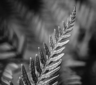 Fern leaf black white blurry - a blurry background free wallpaper