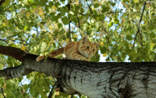 Cat branch forest sunlight nature - the branch free wallpaper
