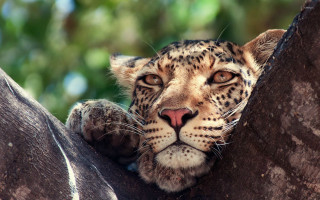 Leopard tree branch looking camera - wide free wallpaper
