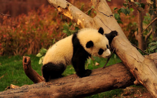 Panda bear climbing tree branch - the zoo free wallpaper