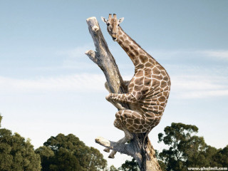 Giraffe climbing tree branch reach - branch free wallpaper