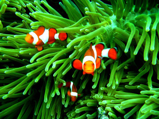 Clown fish anemone coral reef 3 - neofauvism free wallpaper