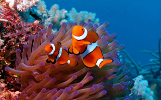 Orange clownfish anemone coral reef - soft free wallpaper
