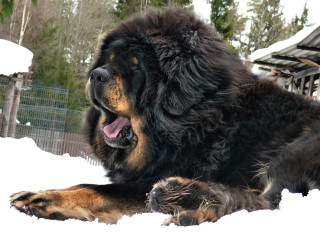 Large black dog snow mouth - tongue free wallpaper