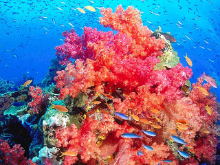 Coral reef fish diver autumn - amano free wallpaper