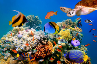 Fish coral reef turtle blue - a blue ocean free wallpaper
