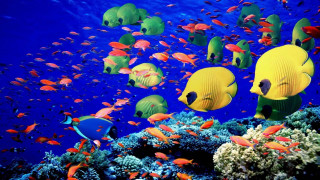 Fish coral reef ocean blue 16 - a large group of fish swimming over a coral reef in the ocean free wallpaper