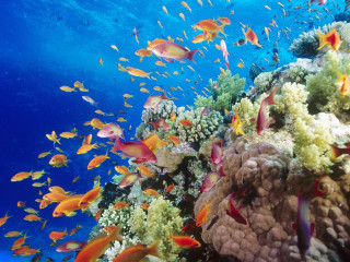 Fish coral reef ocean blue 13 - a large group of fish swimming over a coral reef in the ocean free wallpaper