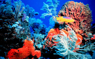 Colorful coral reef yellow fish - underwater free wallpaper