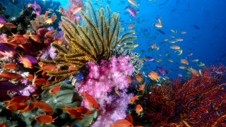 Coral reef colorful fish sunny 2 - ecological art free wallpaper