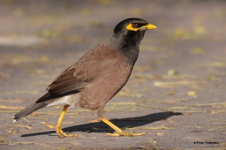 Bird yellow beak standing ground - a yellow beak free wallpaper