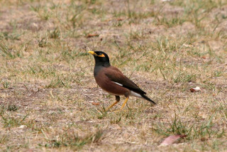 Bird grass distance yellow beak - the grass free wallpaper