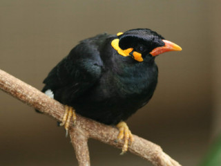 Black bird yellow beak tree - sumatraism free wallpaper