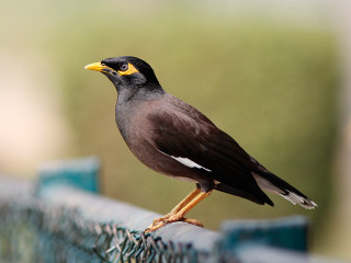 Bird fence post yellow beak - altoon sultan free wallpaper