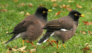 Two birds grassy field leaves - a grassy field next free wallpaper